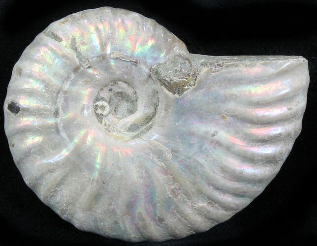 Silver Iridescent Ammonite - Madagascar #29876